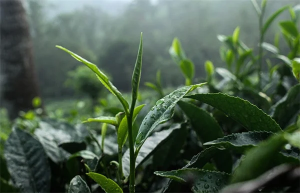 10 Common Vegetable Gardening Mistakes (and How to Fix Them)