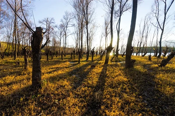 Gravel Beds for Trees: Save Money and Improve Bare-Root Survival